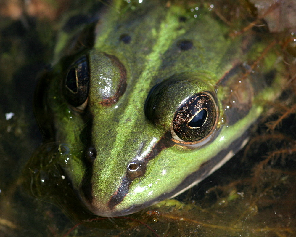 Froschportrait