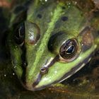 Froschportrait