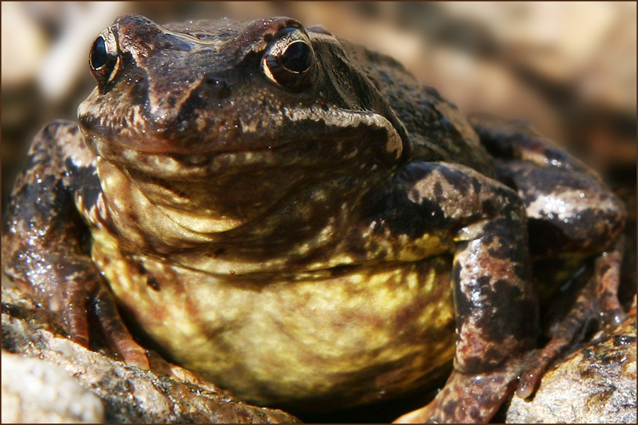 Froschportrait