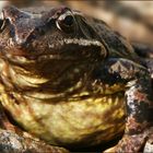 Froschportrait