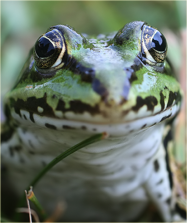 ... Froschportrait ...