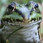 ... Froschportrait ...