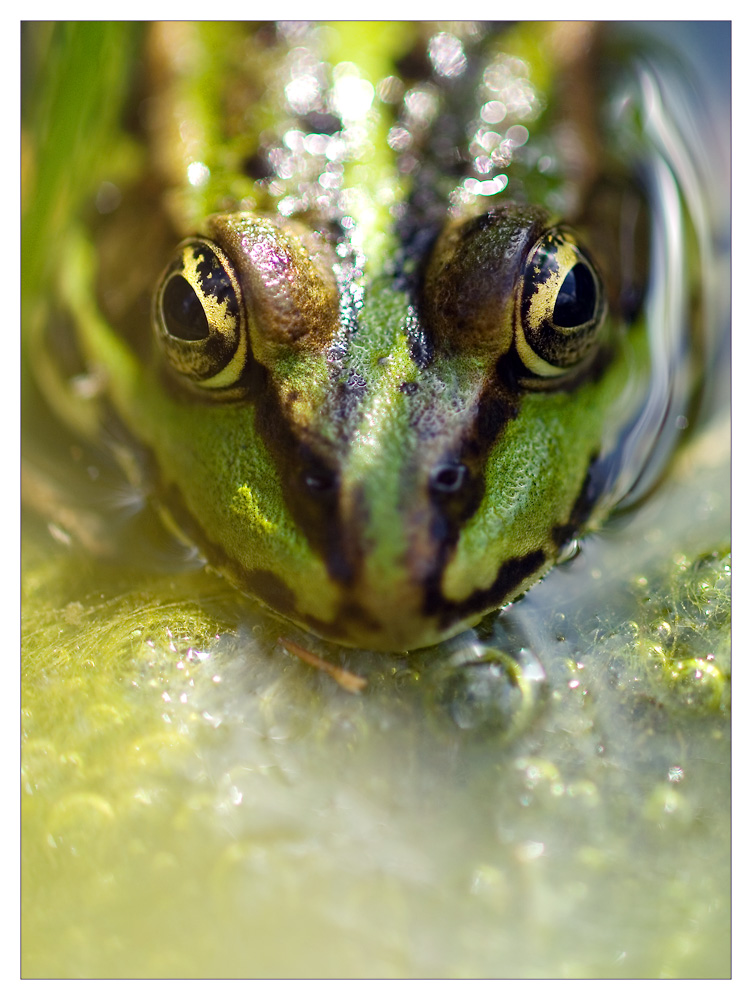 Froschportrait