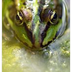 Froschportrait