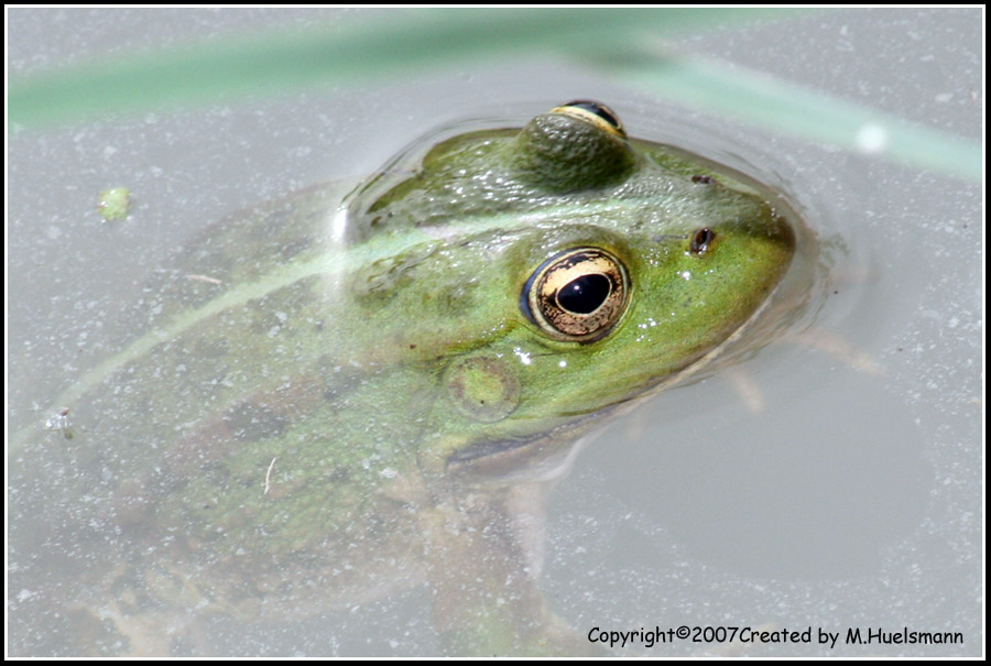 Frosch_Portrait