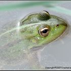 Frosch_Portrait