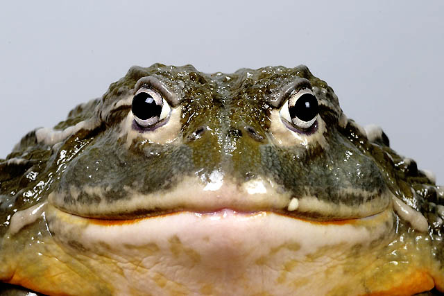 froschportrait