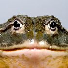 froschportrait