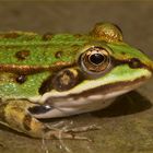 Froschportrait