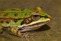 Froschportrait