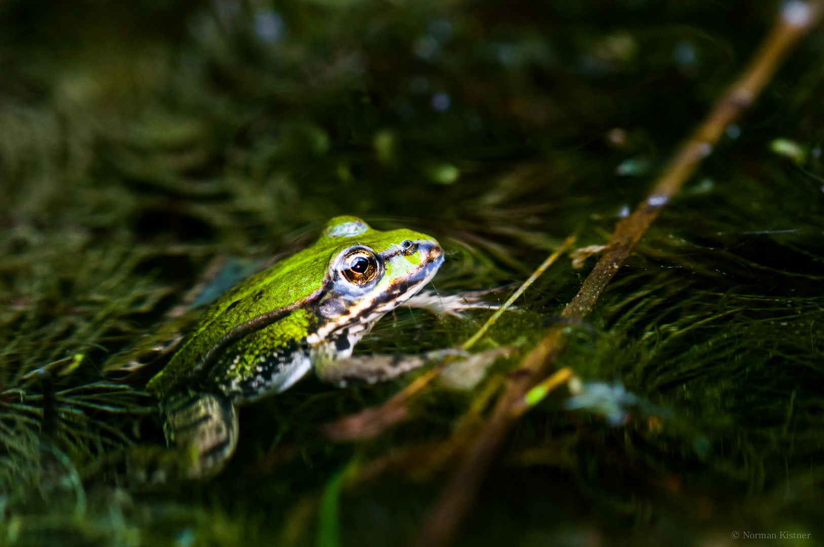 Froschportrait :-)