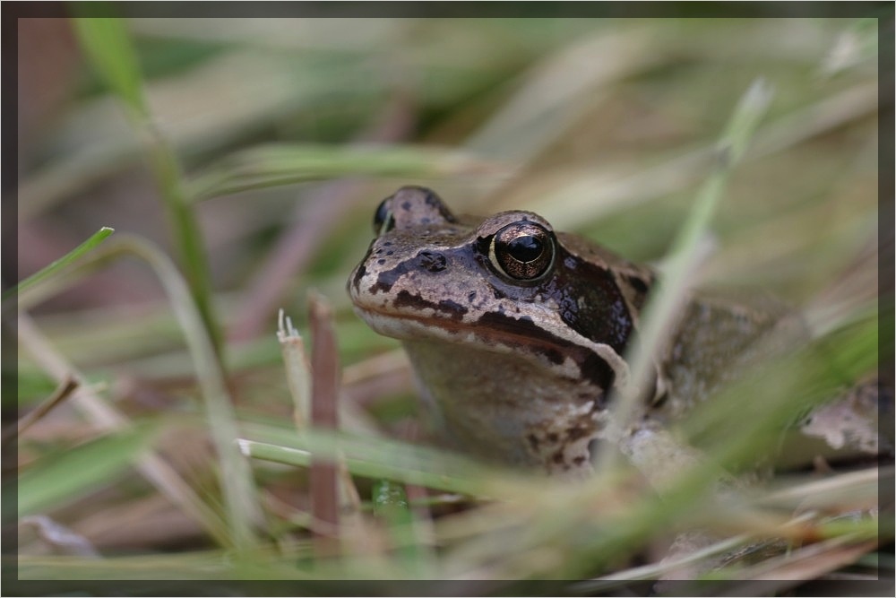 Froschportrait [reload]