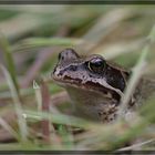 Froschportrait [reload]