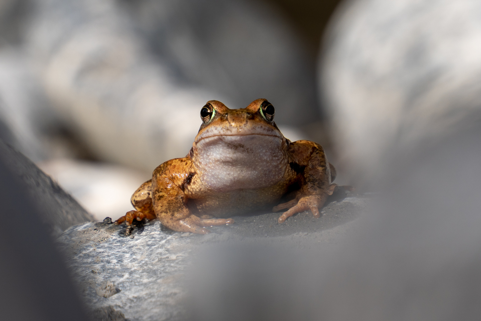 Froschportrait zwischen Steinen