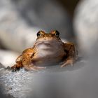 Froschportrait zwischen Steinen