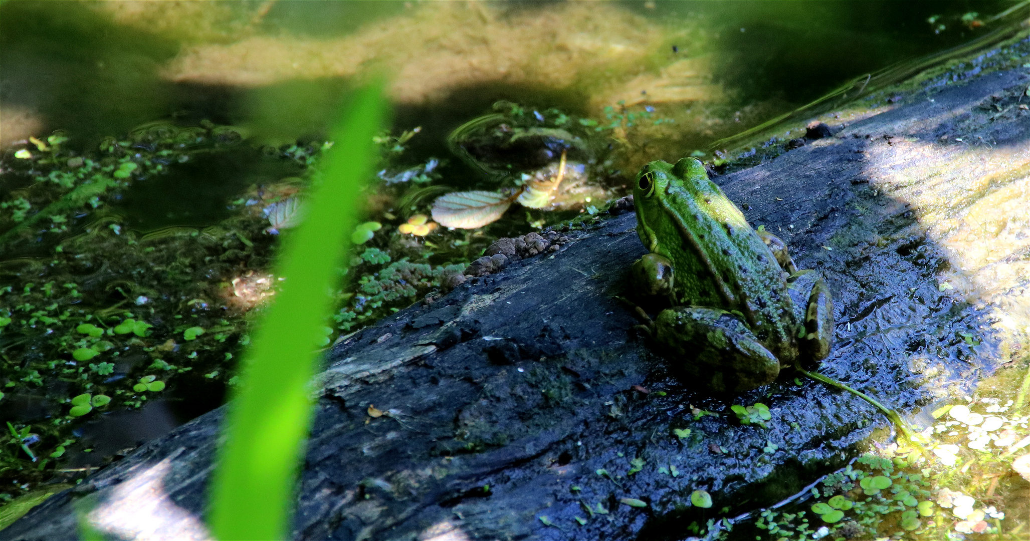 ° Froschprinz °