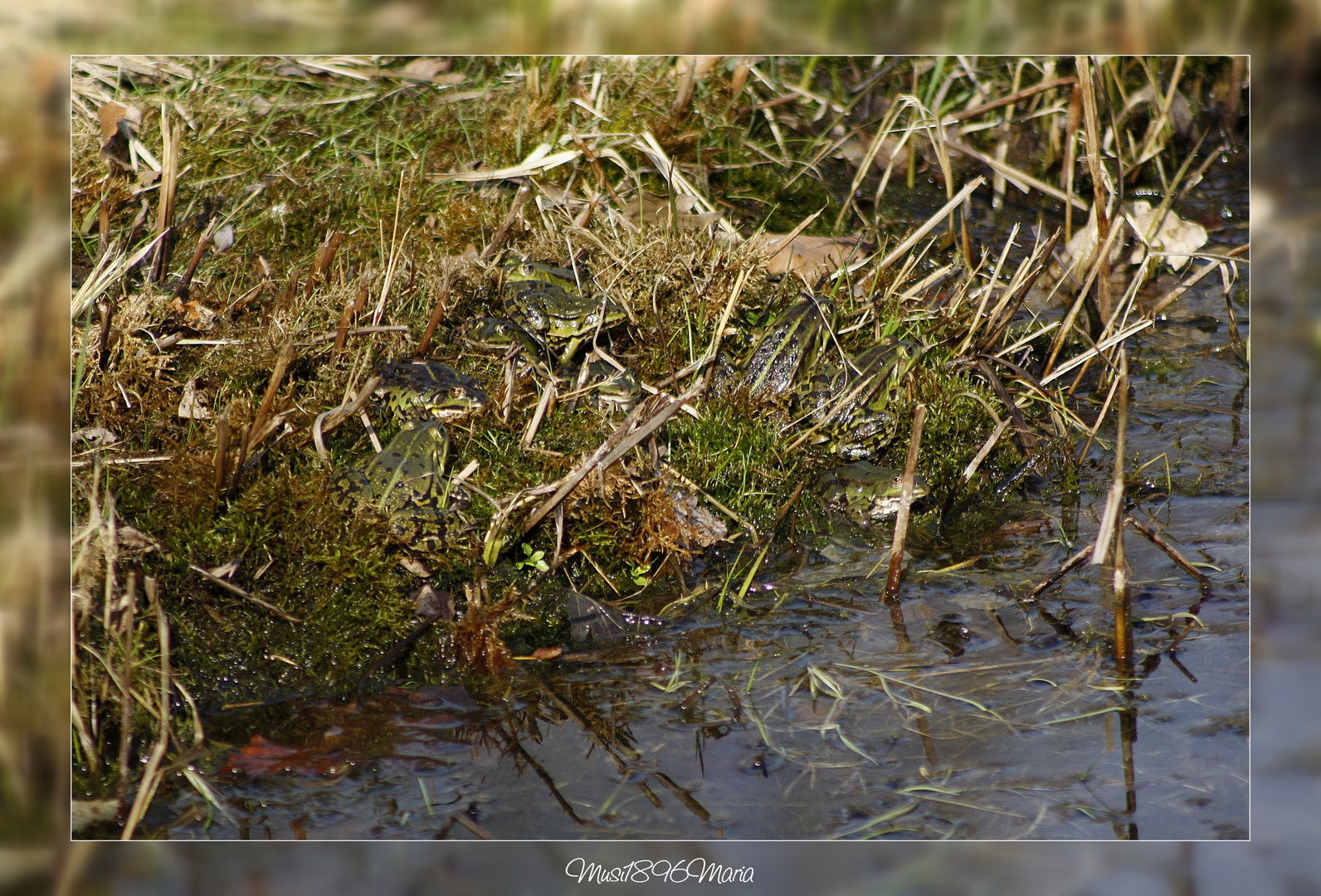 Froschrätsel