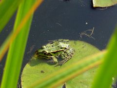 Frosch_Rusbend_Kanal