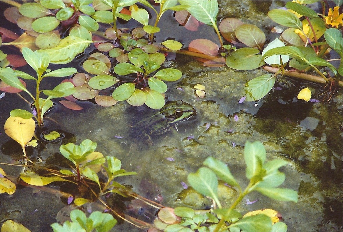 Froschscene im botanischen Garten Göttingen