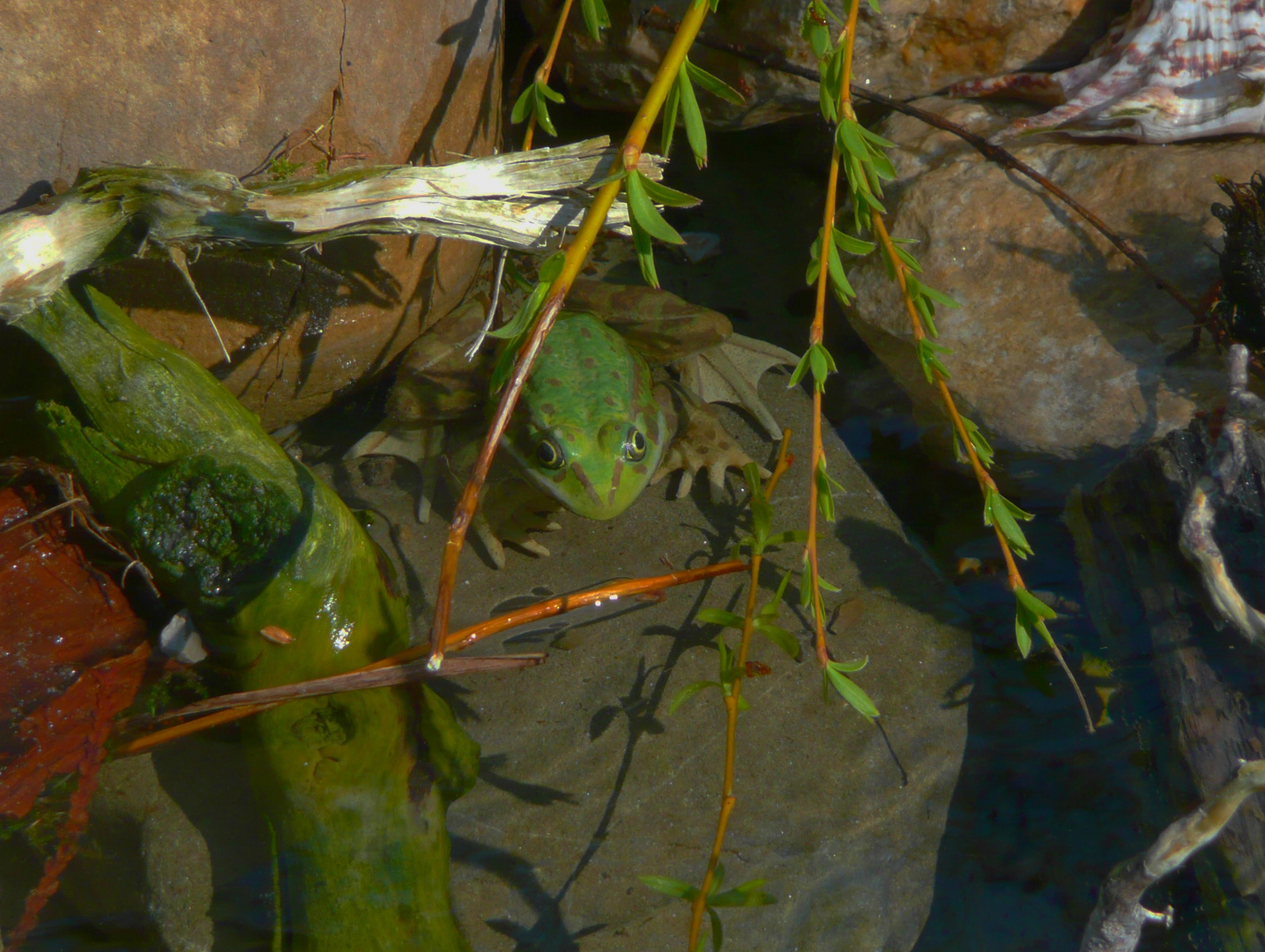 Froschschenkel