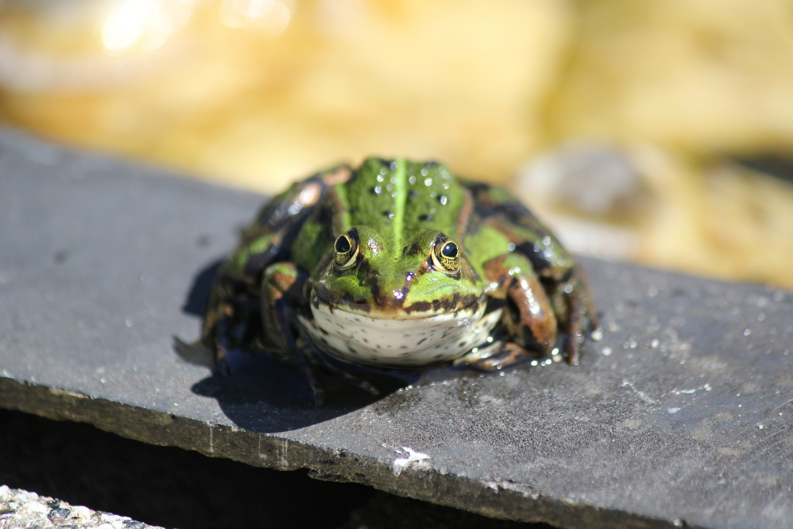 Froschschenkel Foto &amp; Bild | tiere, wildlife, amphibien &amp; reptilien ...