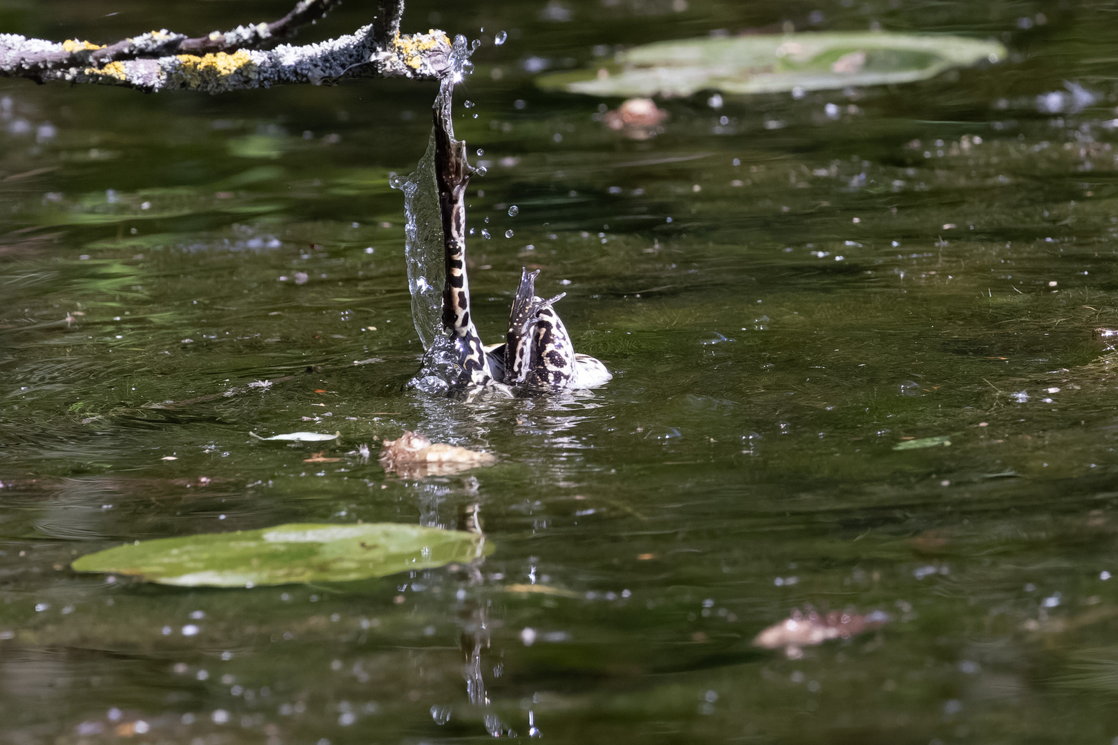 Froschschenkel