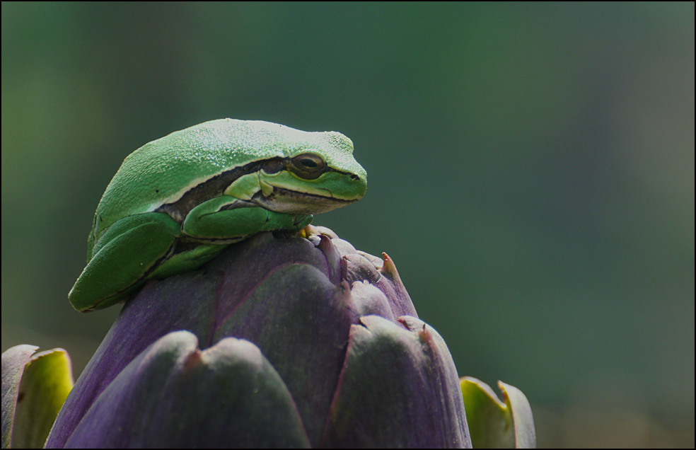 Froschschenkel mit Artischocken???