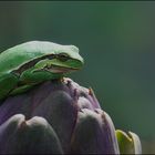 Froschschenkel mit Artischocken???