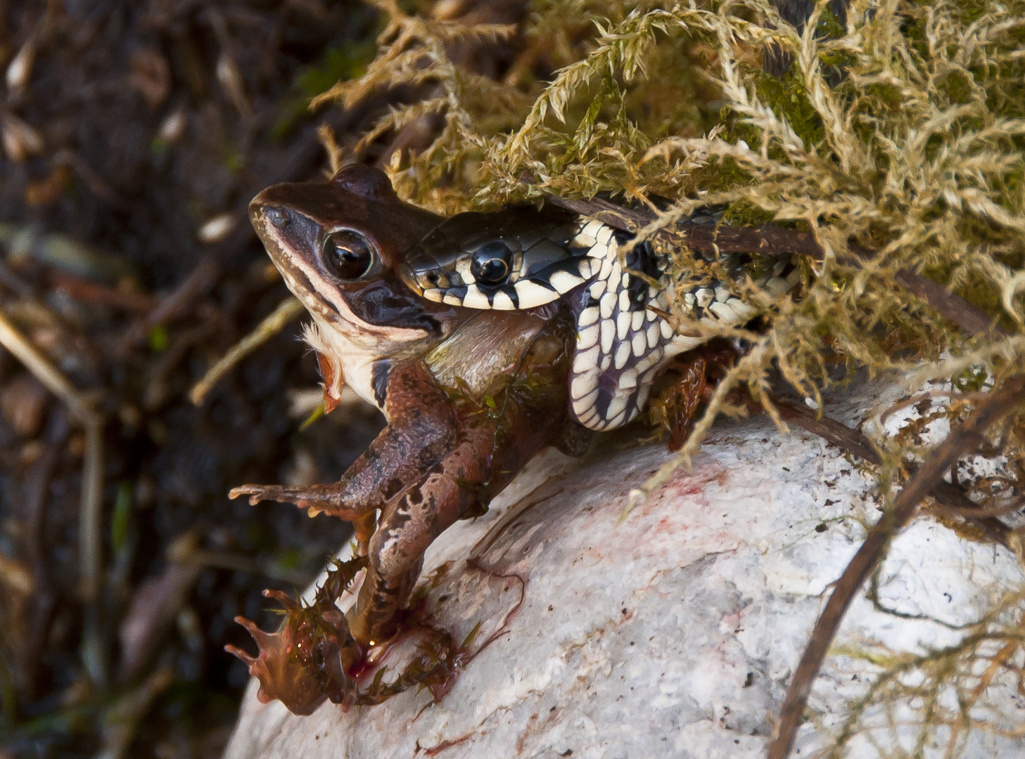 Froschschenkel zum Abendessen