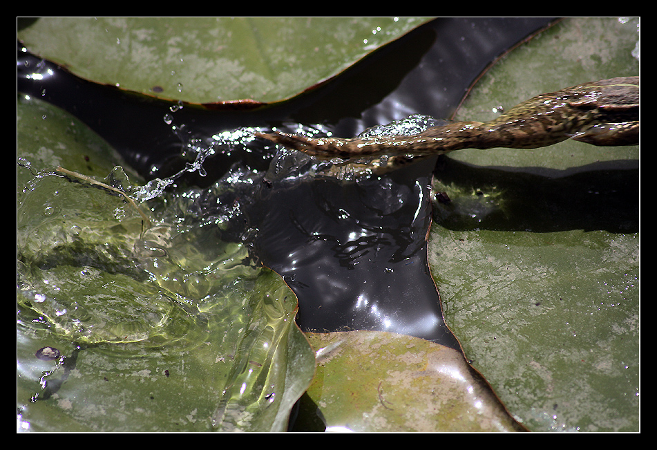 Froschschenkeln