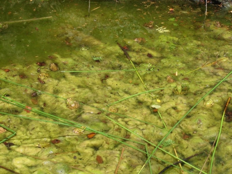 Froschschenkelsuppe