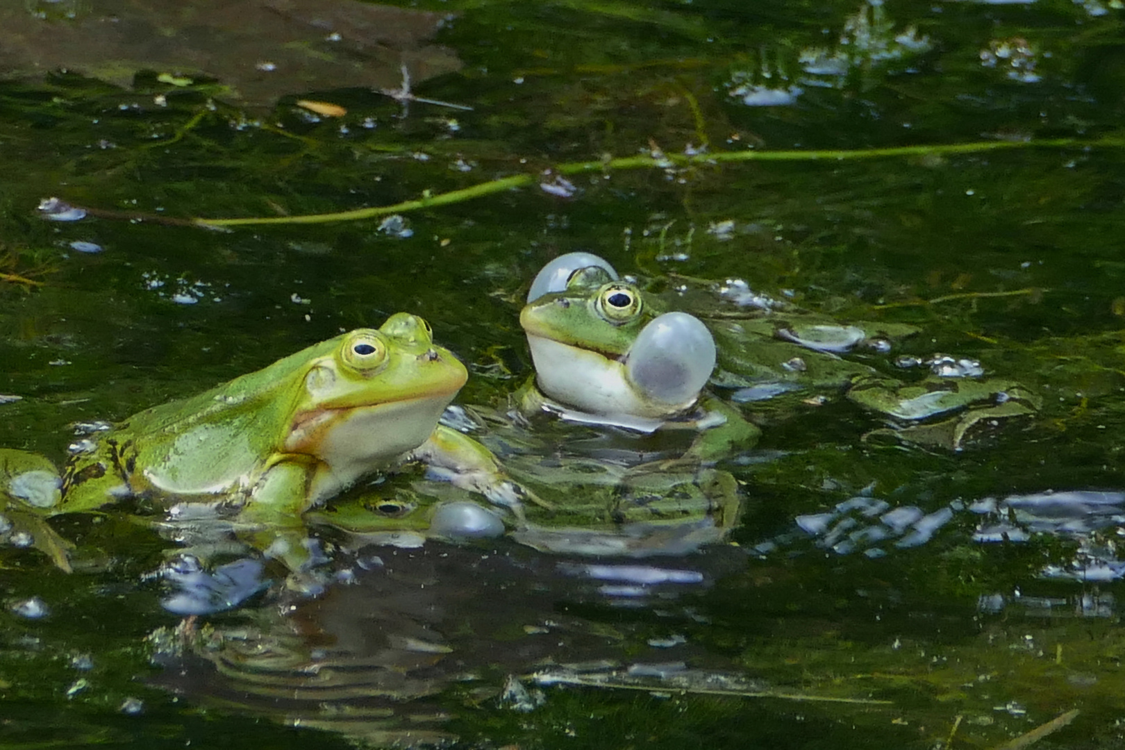 froschspiegelung