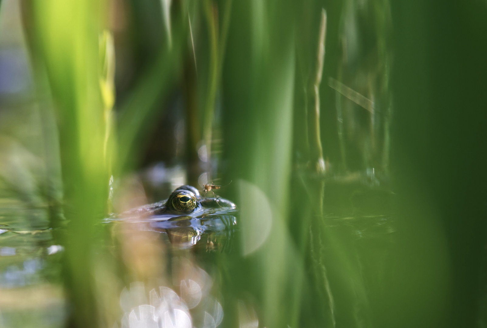 Froschstich - Mücke auf Frosch