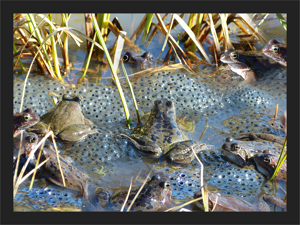 Froschsuppe