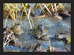 Froschsuppe