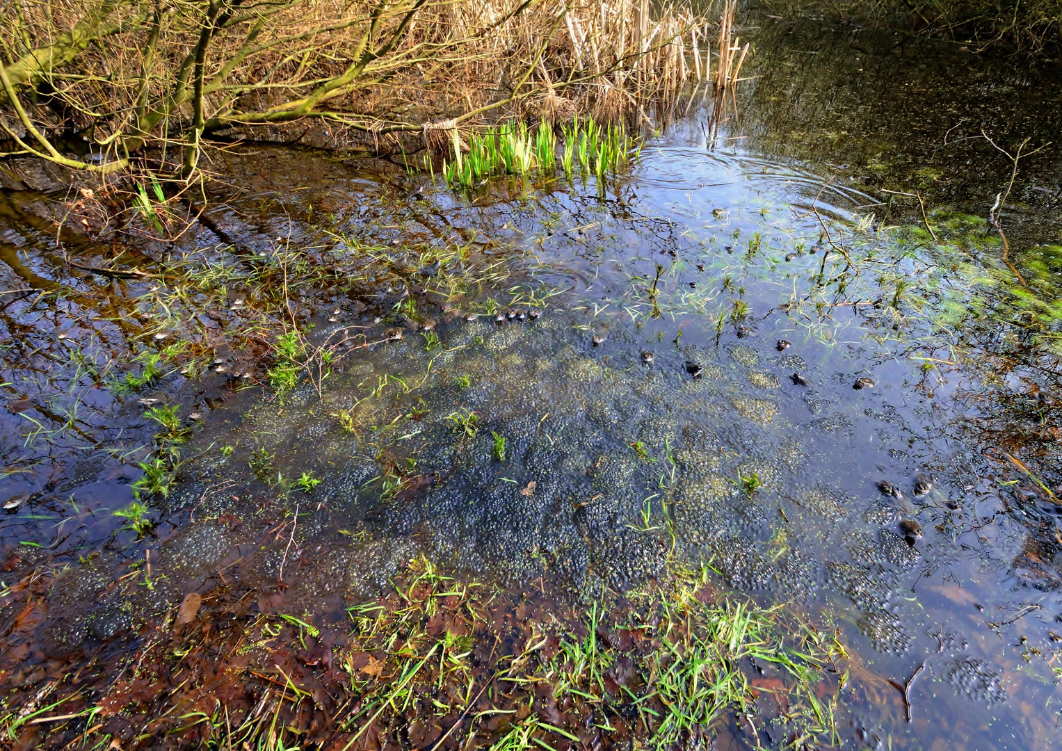 Froschsuppe - Wer weiß, wie viele das sind?