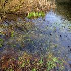 Froschsuppe - Wer weiß, wie viele das sind?