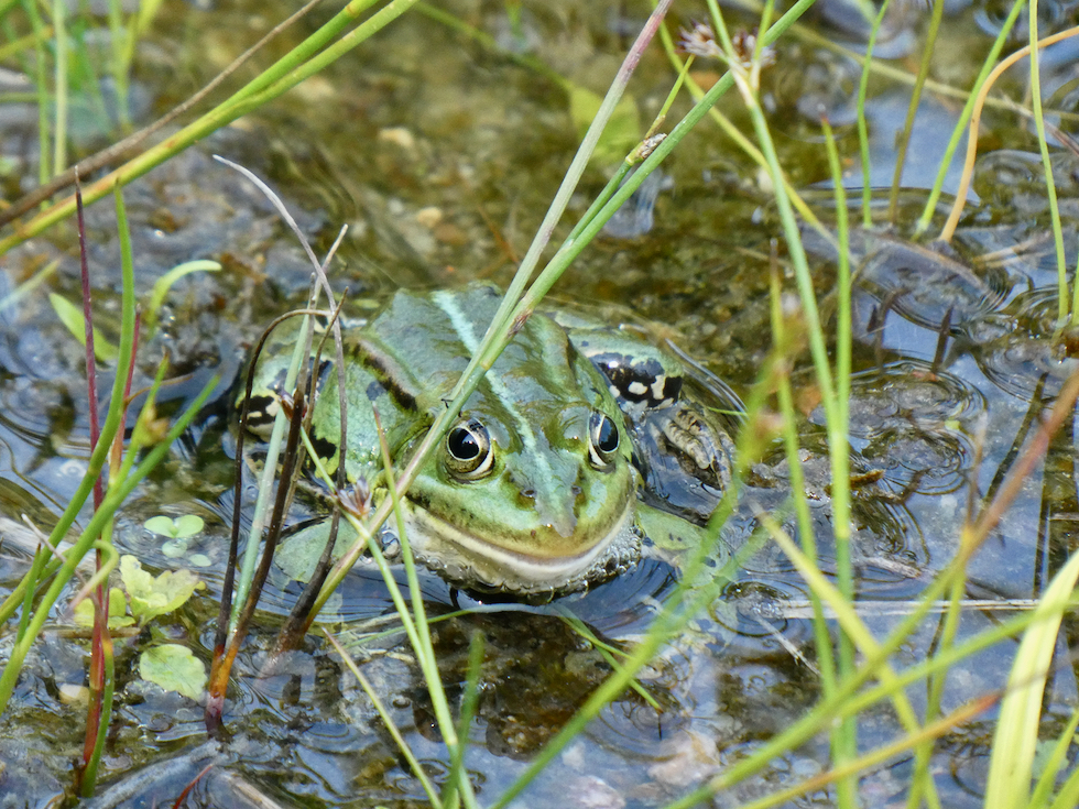 Froschtag