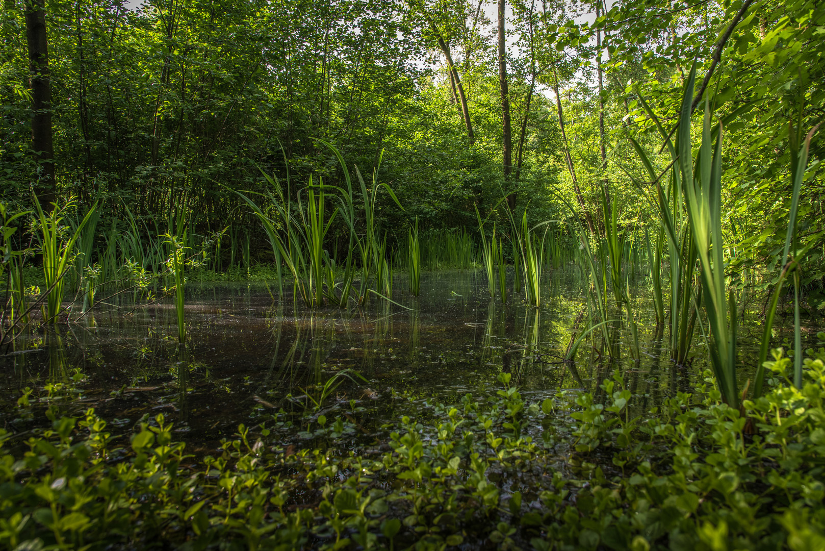 Froschteich Foto & Bild | landschaft, frühling, teich Bilder auf