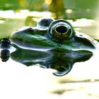 Froschteich (5)