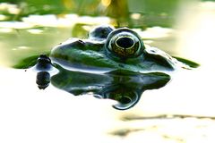 Froschteich (5)