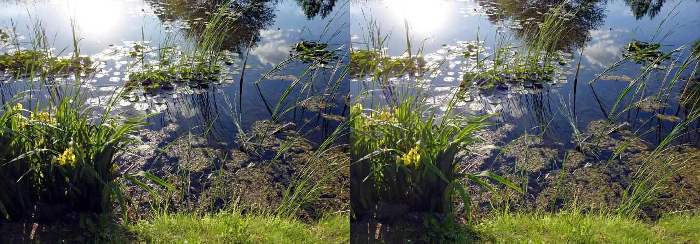 Froschteich mit Spiegelung (3D  X-view Kreuzblick stereo)