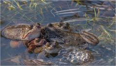 Froschversammlung