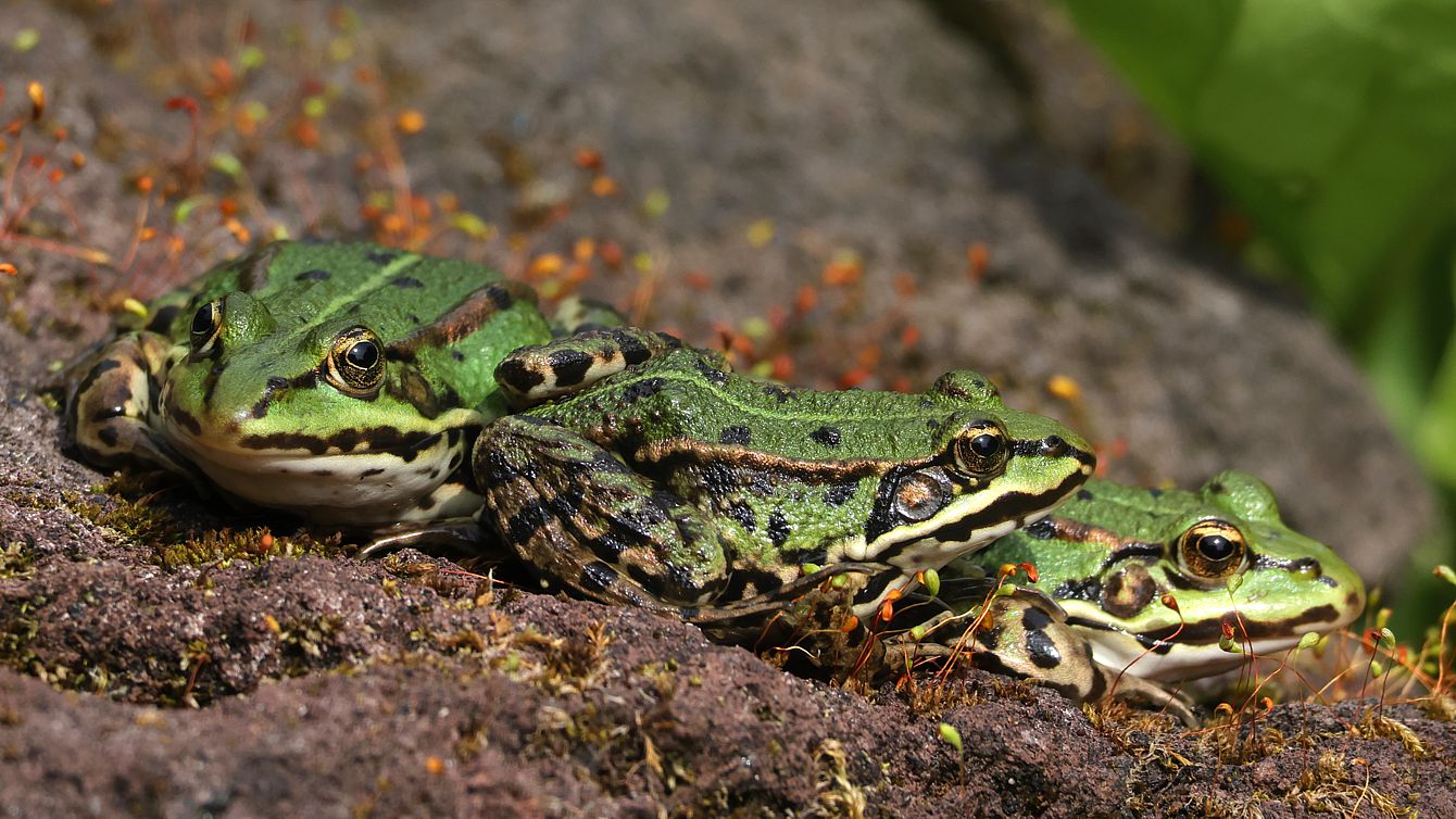 Froschversammlung am Teich