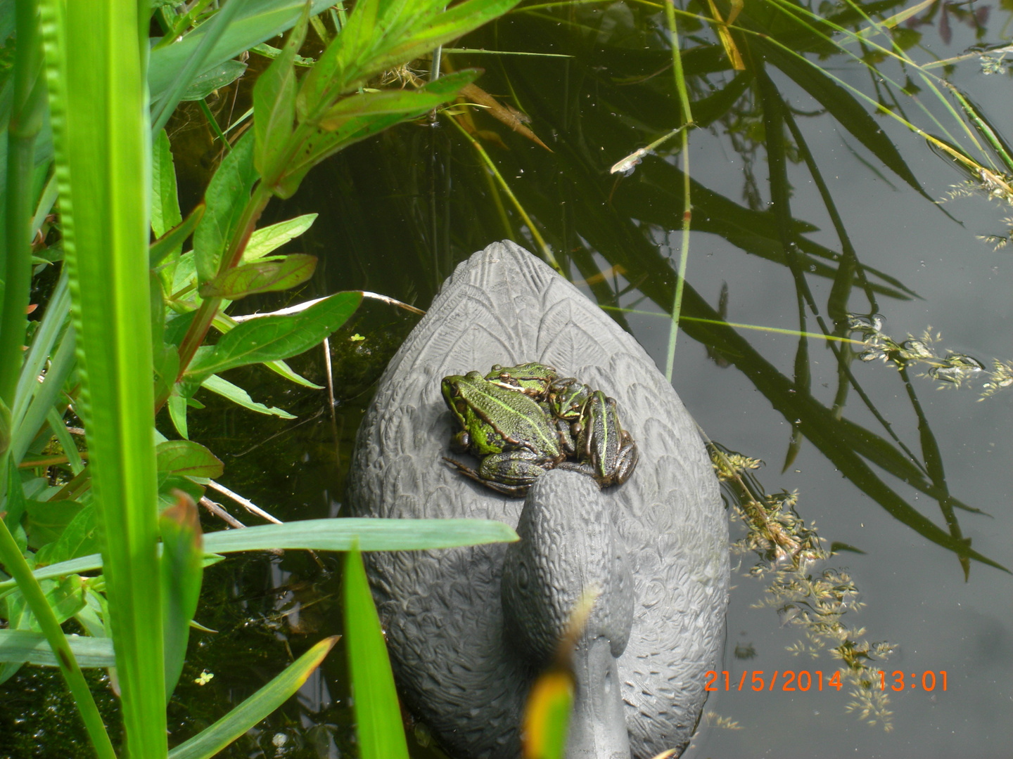 Froschversammlung