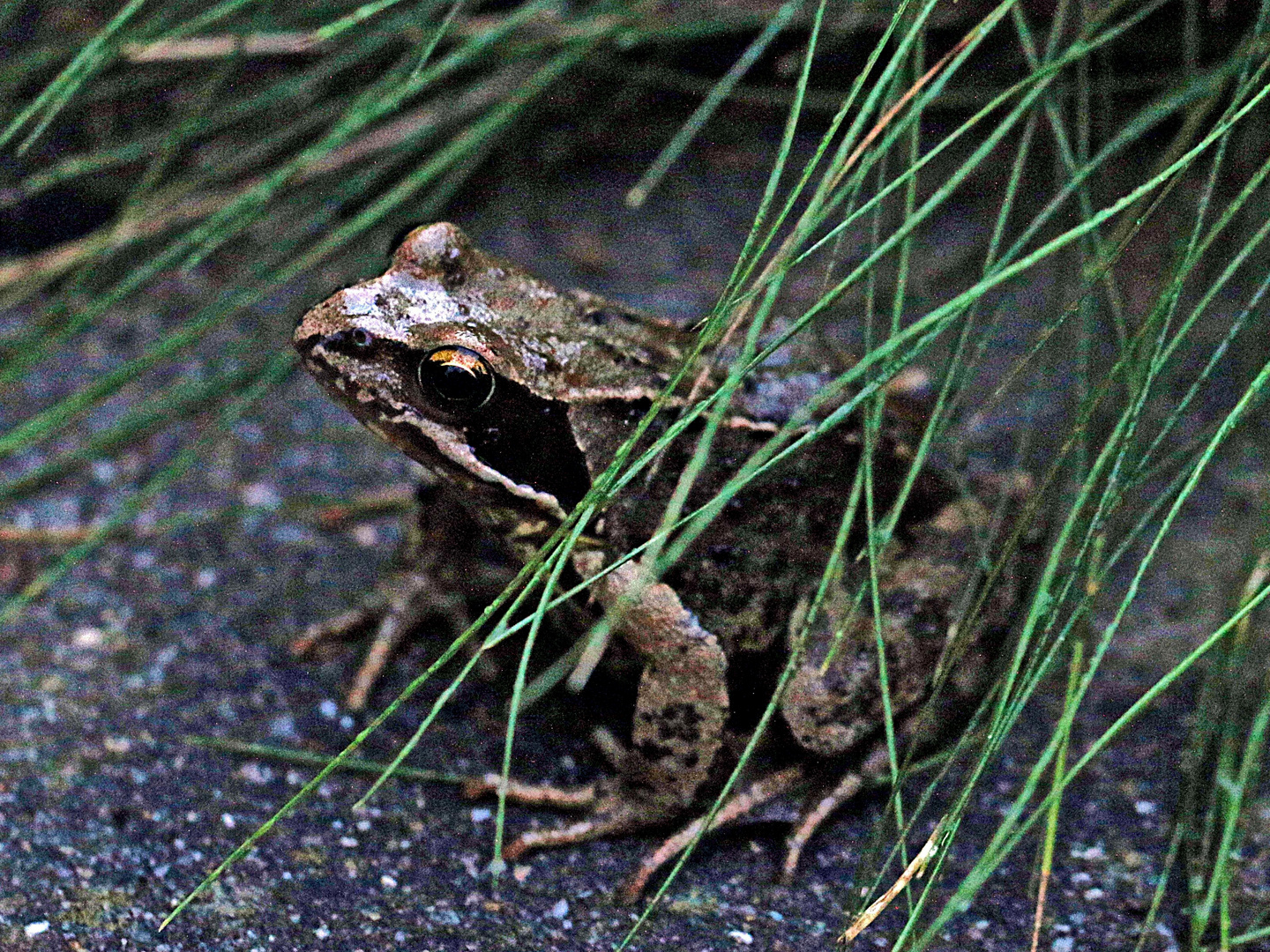 Froschversteck hinter den Gräsern