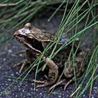 Froschversteck hinter den Gräsern