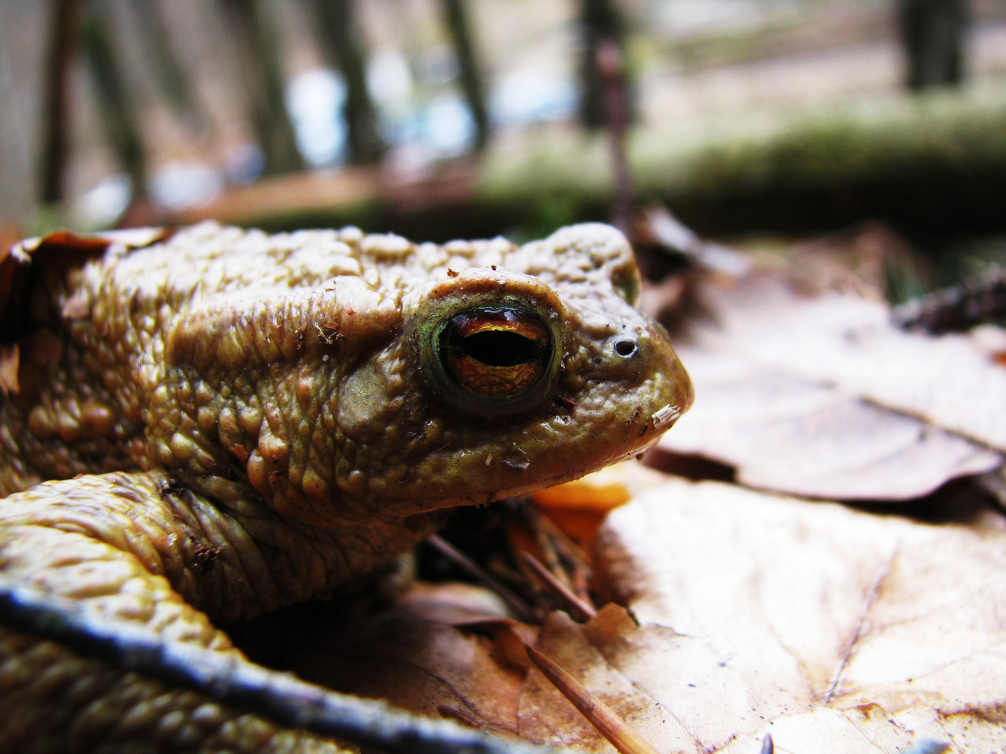 Froschwanderung Foto Bild Tiere Wildlife Amphibien Reptilien Bilder Auf Fotocommunity