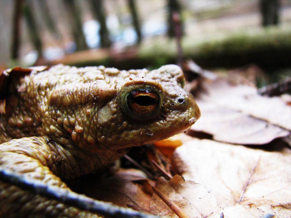 Froschwanderung Foto Bild Tiere Wildlife Amphibien Reptilien Bilder Auf Fotocommunity