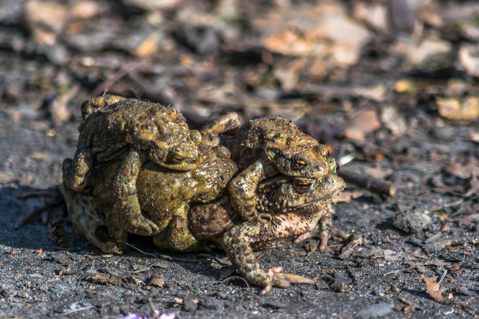 Froschwanderung Foto Bild Natur Bilder Auf Fotocommunity
